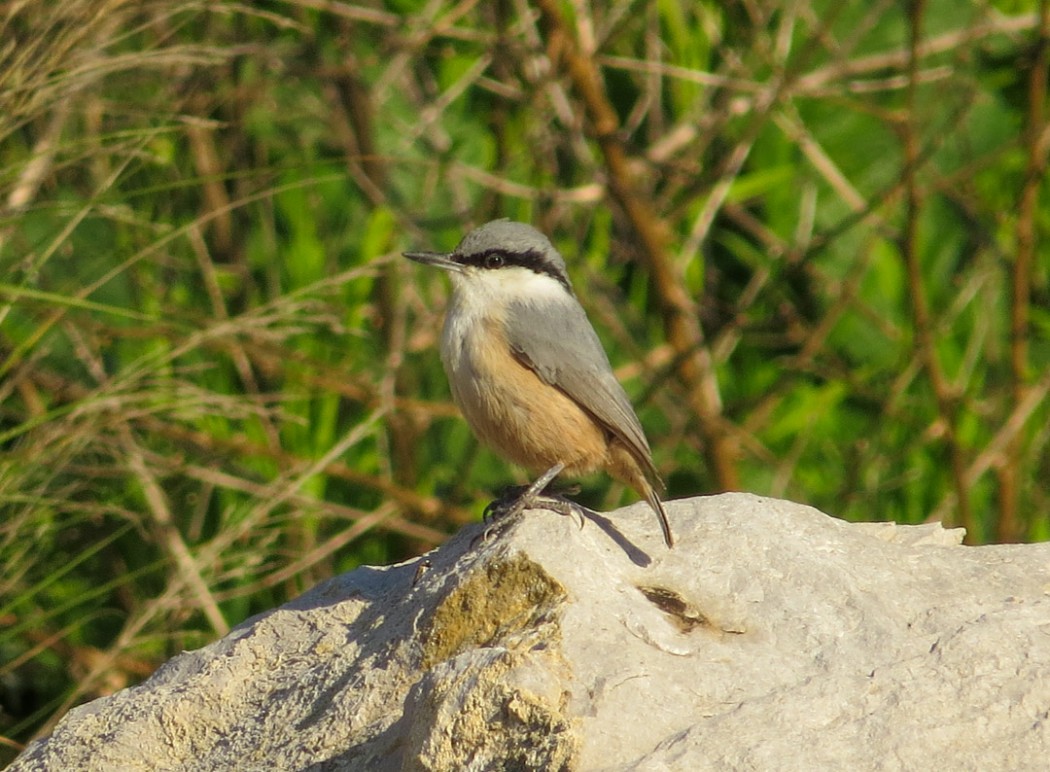Kaya sıvacısı