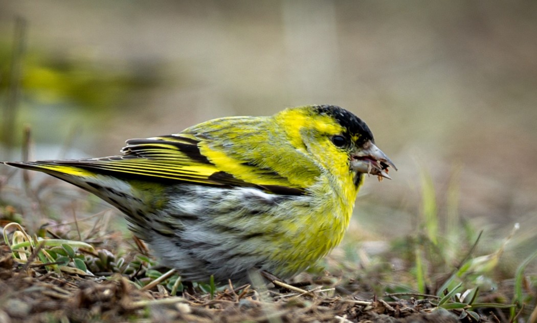 Karabaşlı iskete