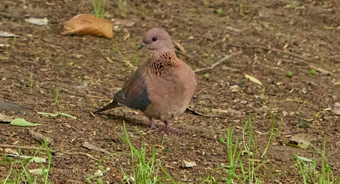 Küçük kumru