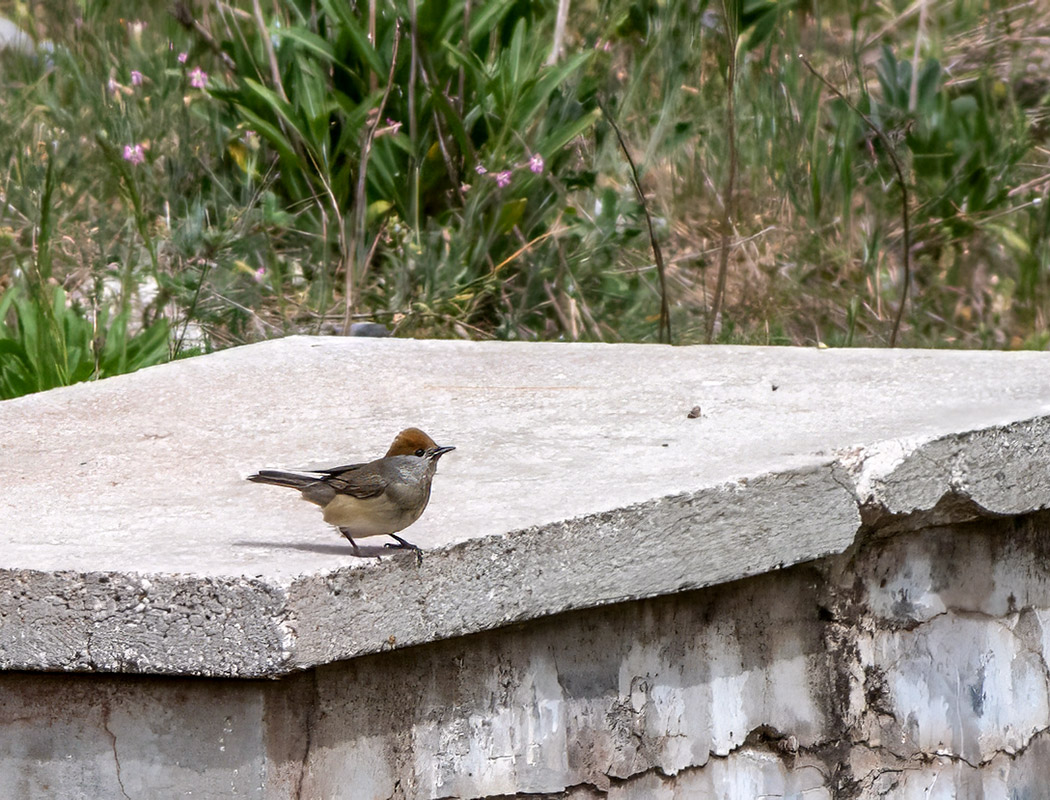 Karabaşlı ötleğen