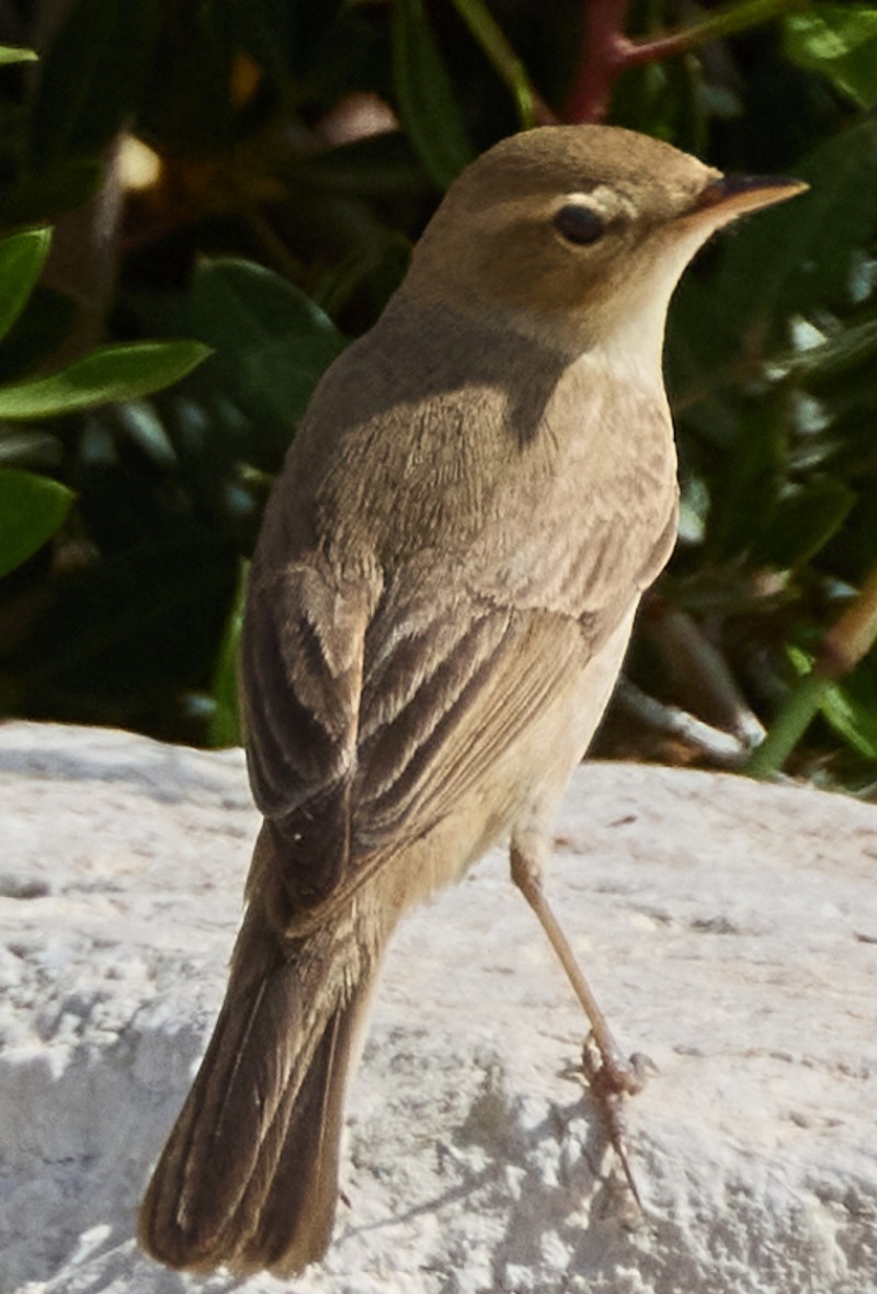 Küçük mukallit