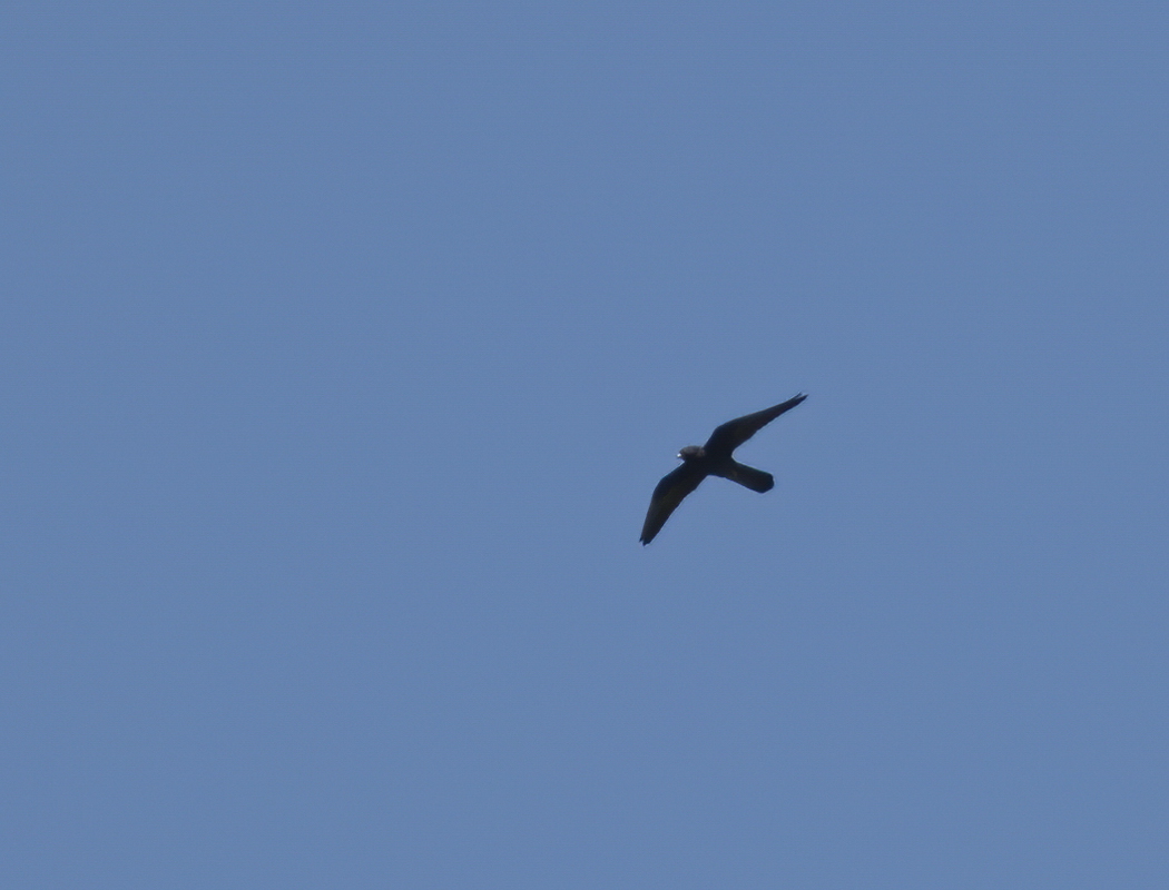 Ada doğanı