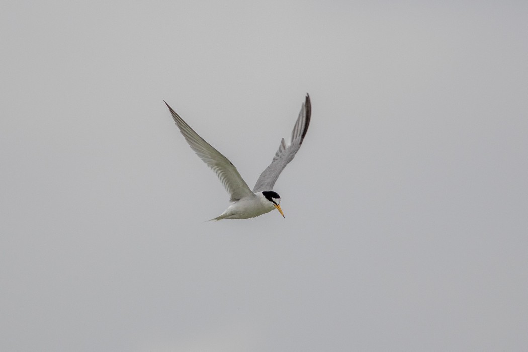 Küçük sumru