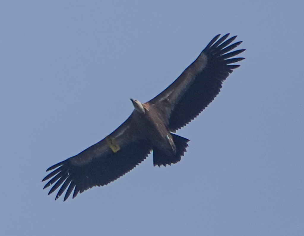 Kızıl akbaba