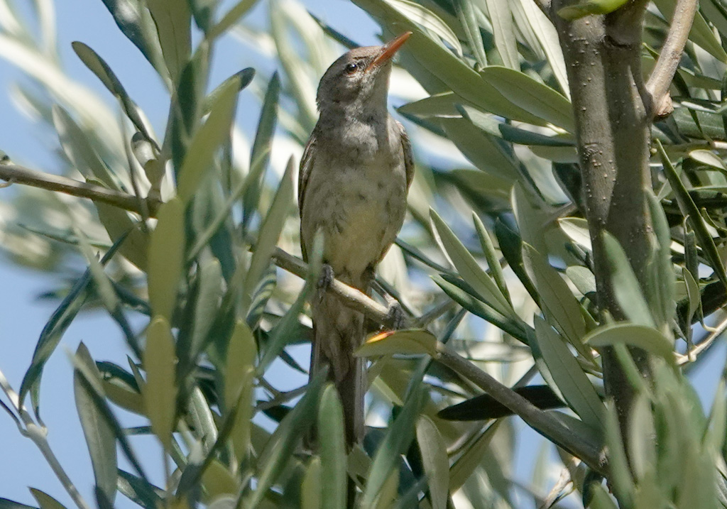 Zeytin mukallidi