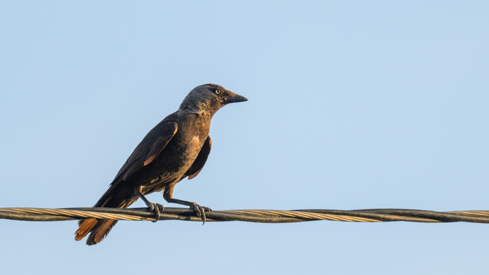 Küçük karga