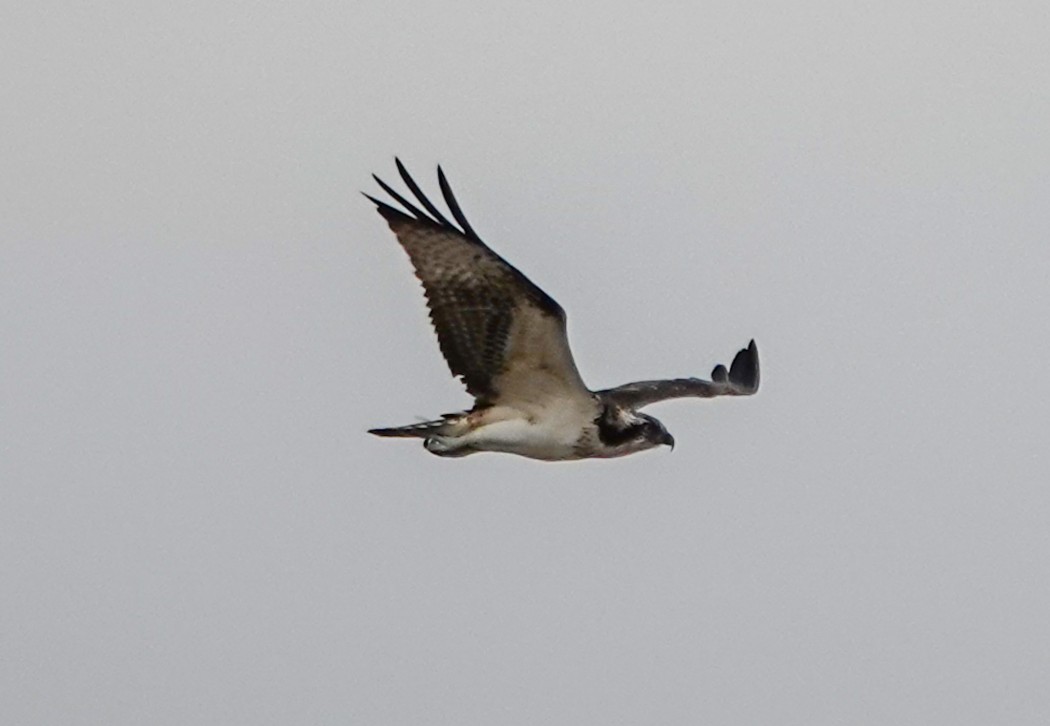 Balık kartalı