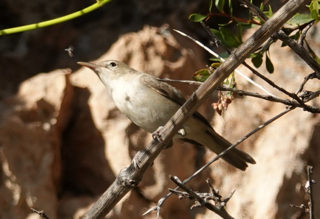 Dağ mukallidi