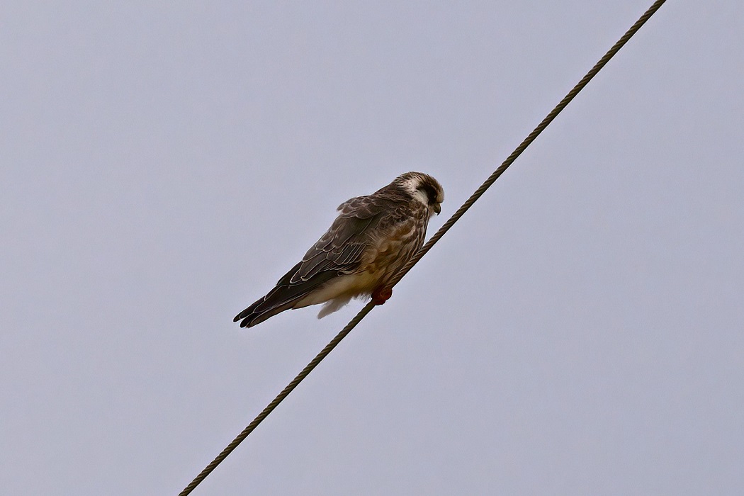 Ala doğan