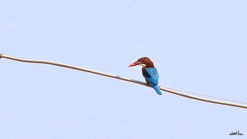 İzmir yalıçapkını