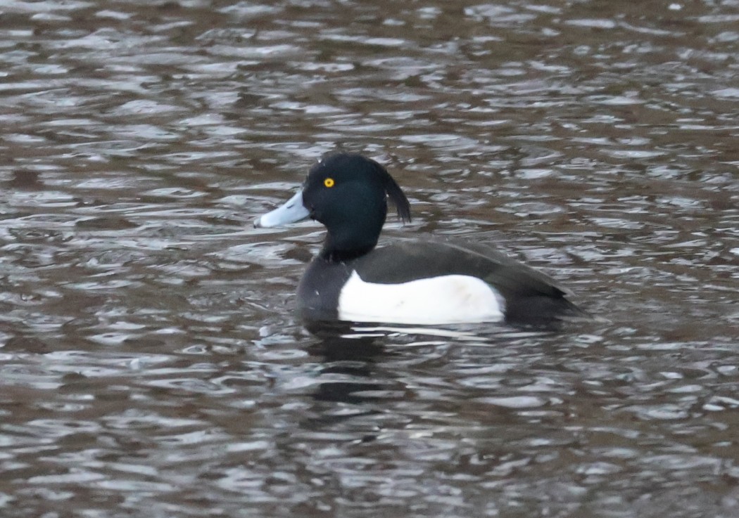Tepeli patka