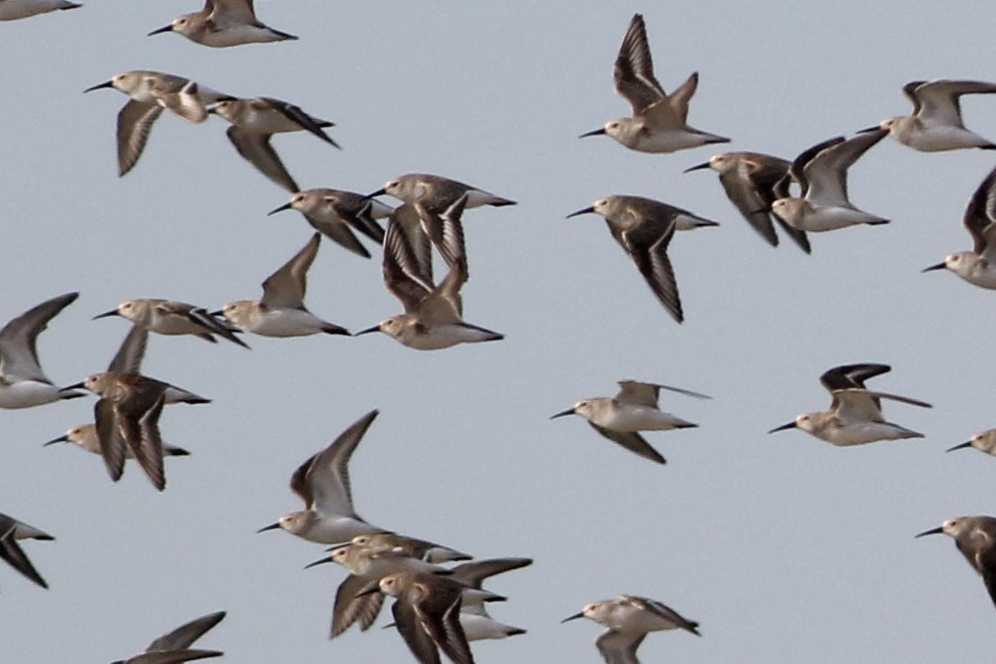 Dunlin