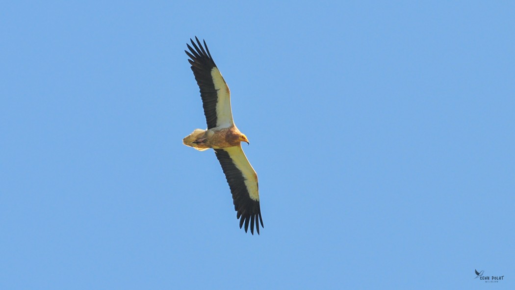 Küçük akbaba