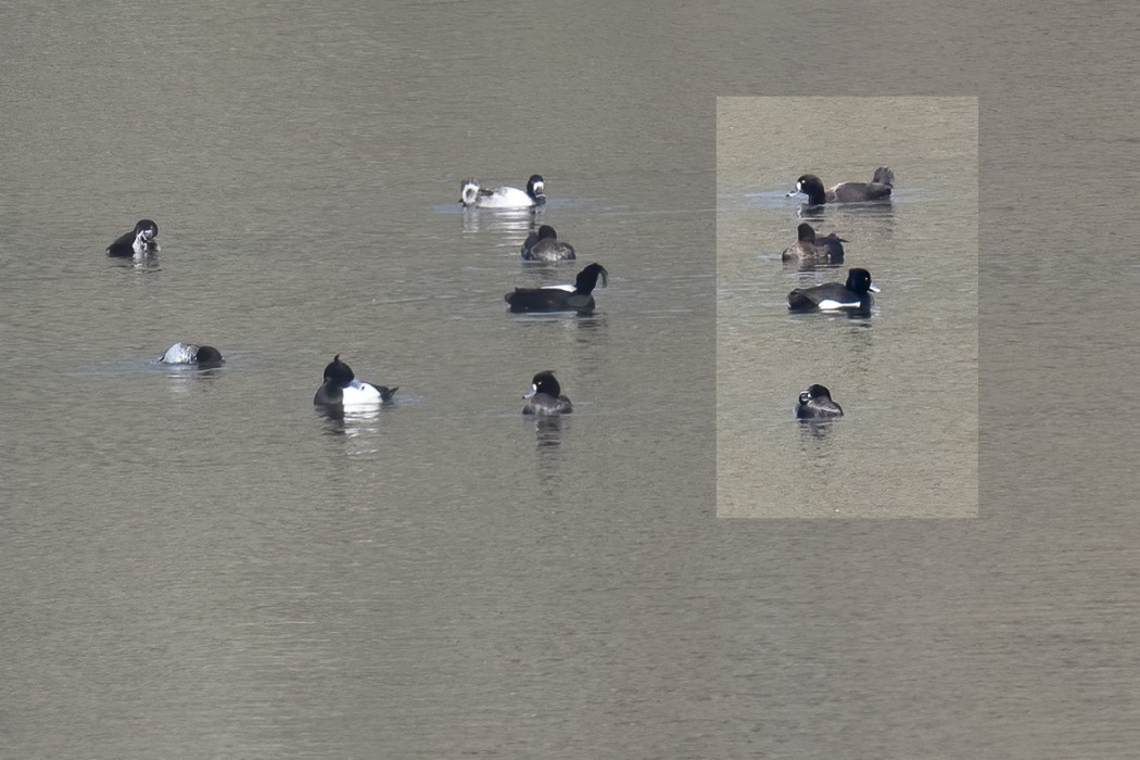 Greater Scaup