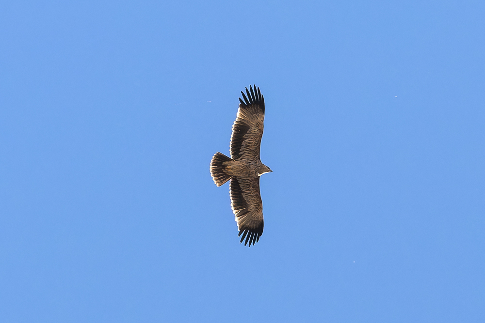 Şah kartal