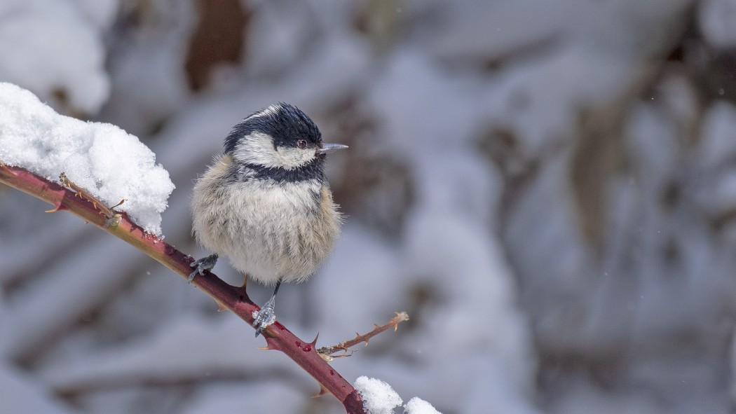 Çam baştankarası
