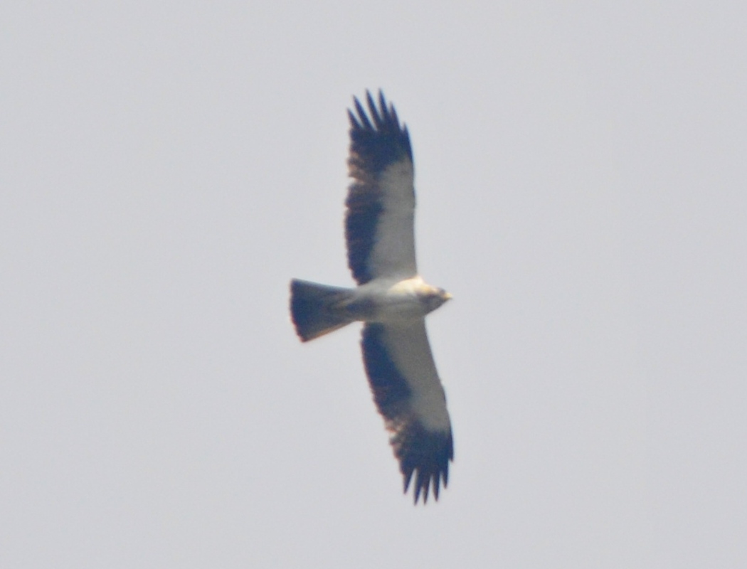 Küçük kartal