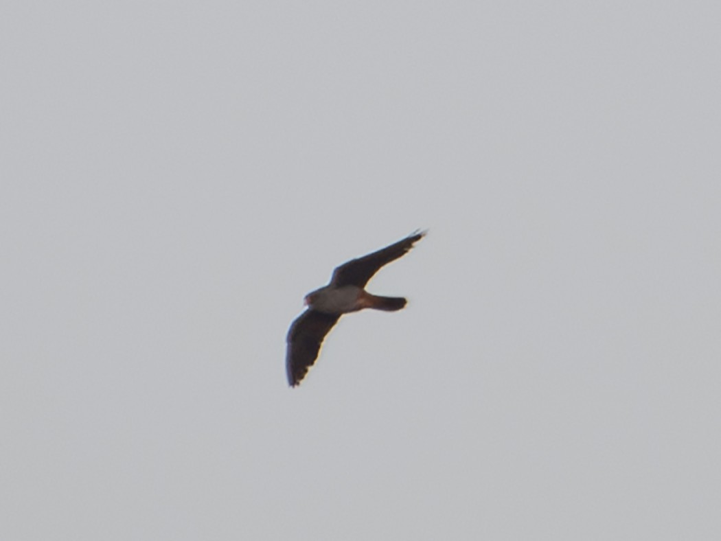 Ala doğan