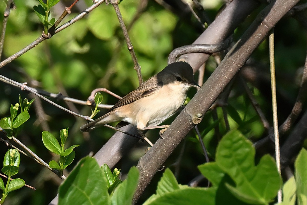 Çalı kamışçını