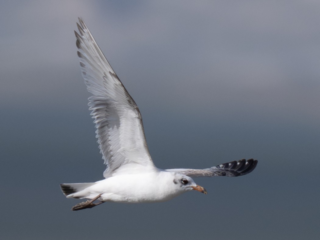 Akdeniz martısı