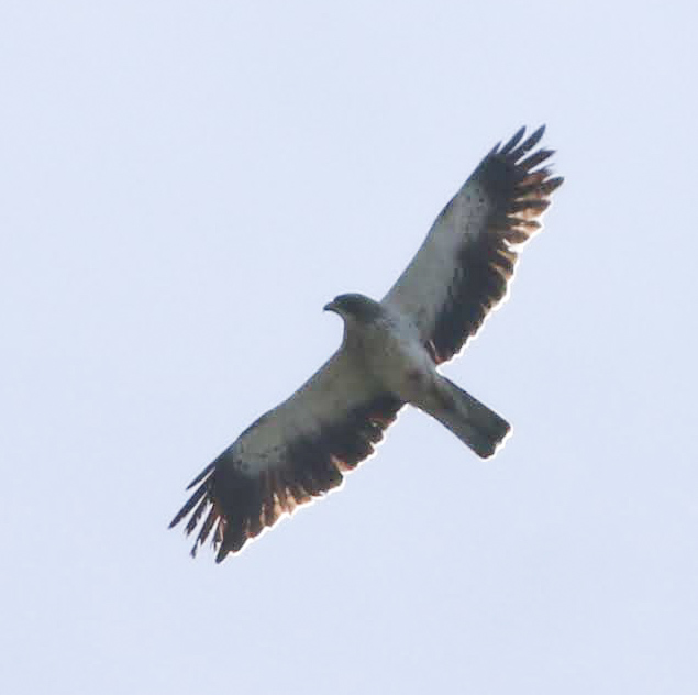 Küçük kartal