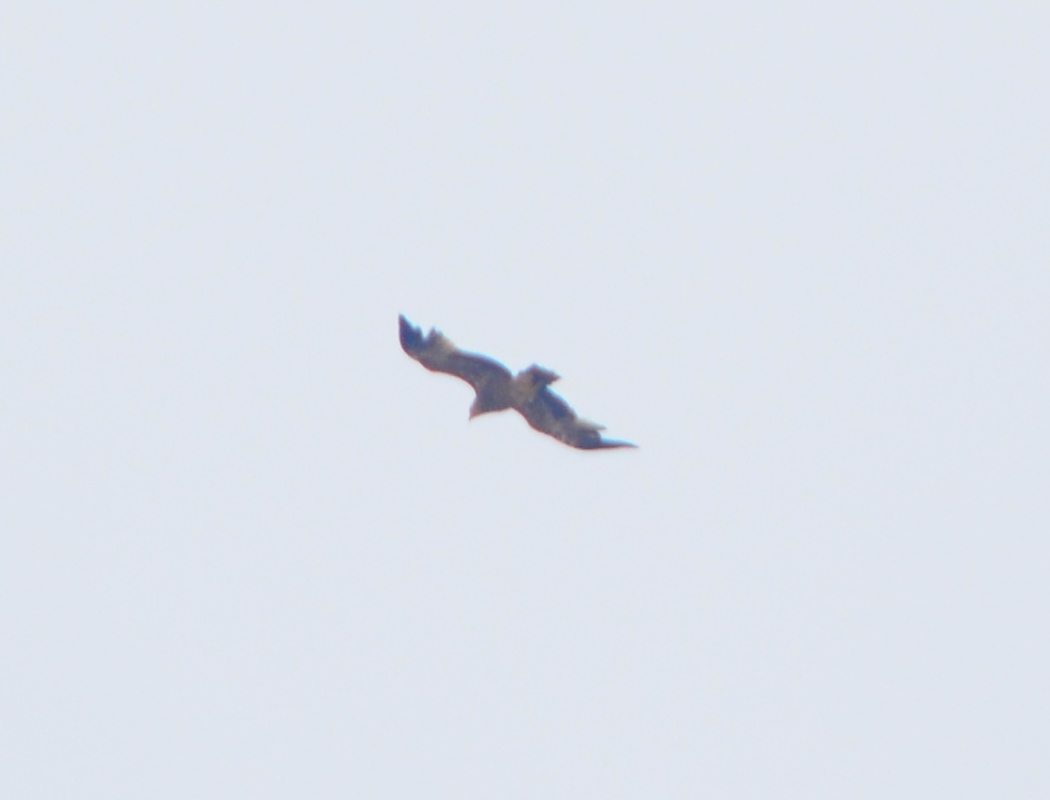 Küçük kartal