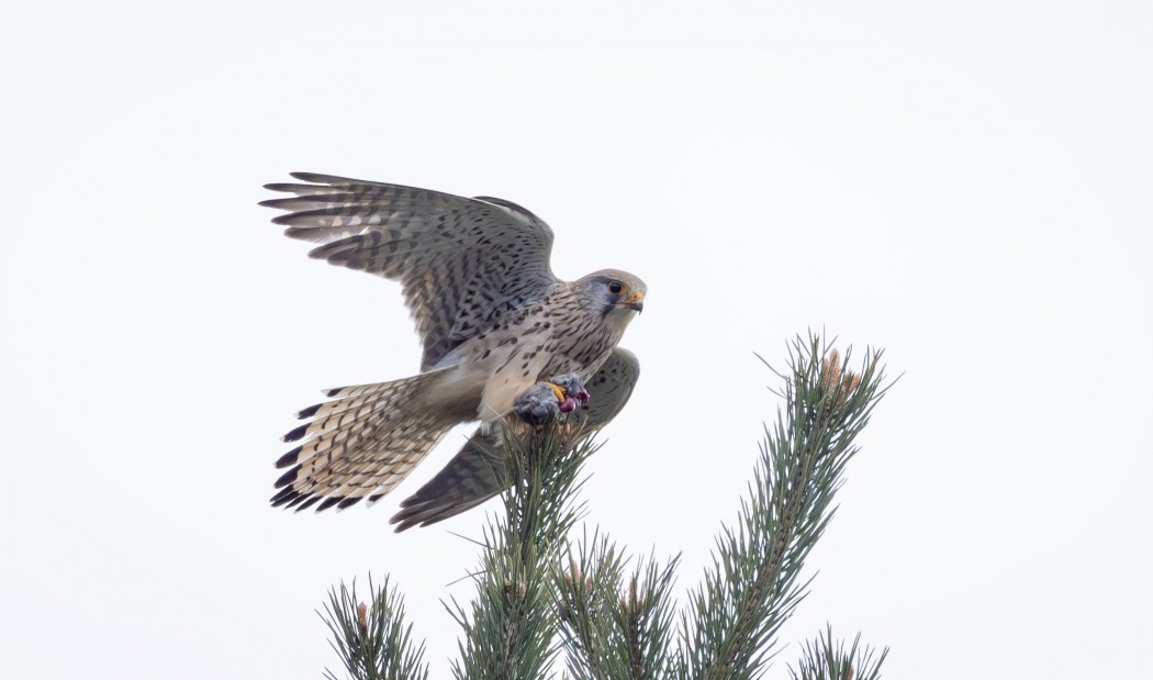 Common Kestrel