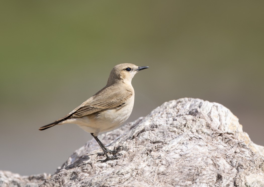 Isabelline Wheatear