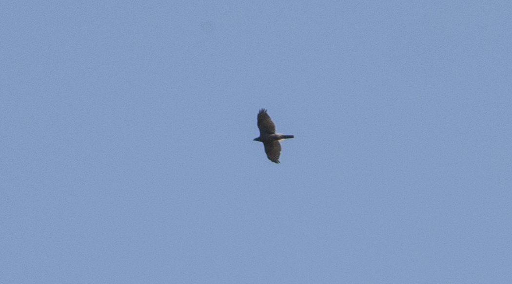 Northern Goshawk
