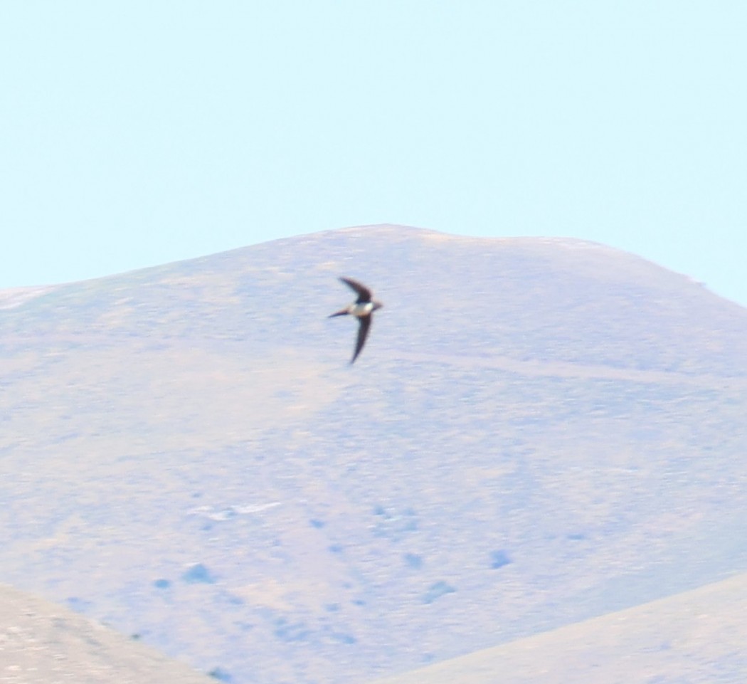 Akkarınlı ebabil
