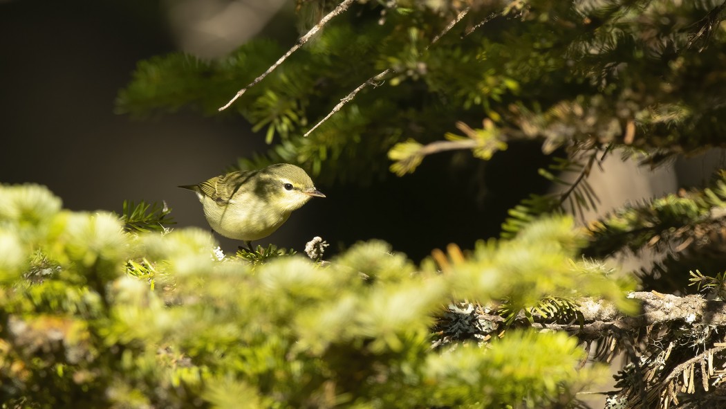 Yeşil çıvgın