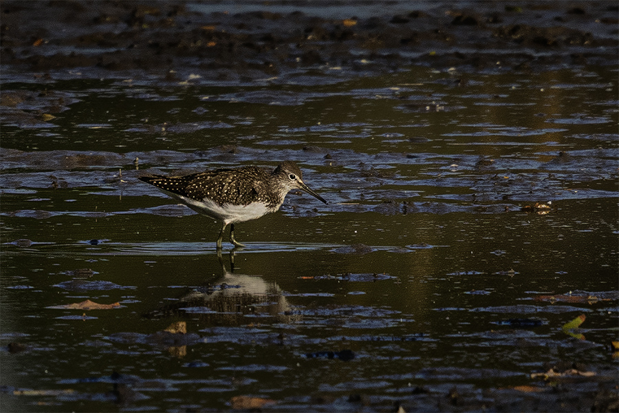 Yeşil düdükçün
