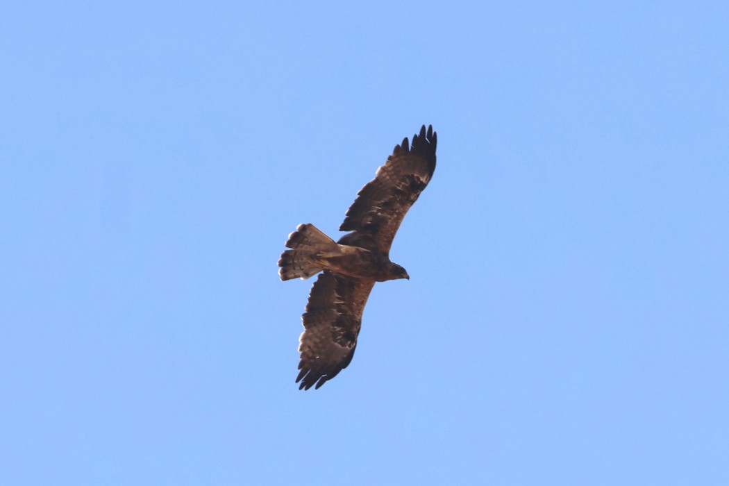 Küçük kartal