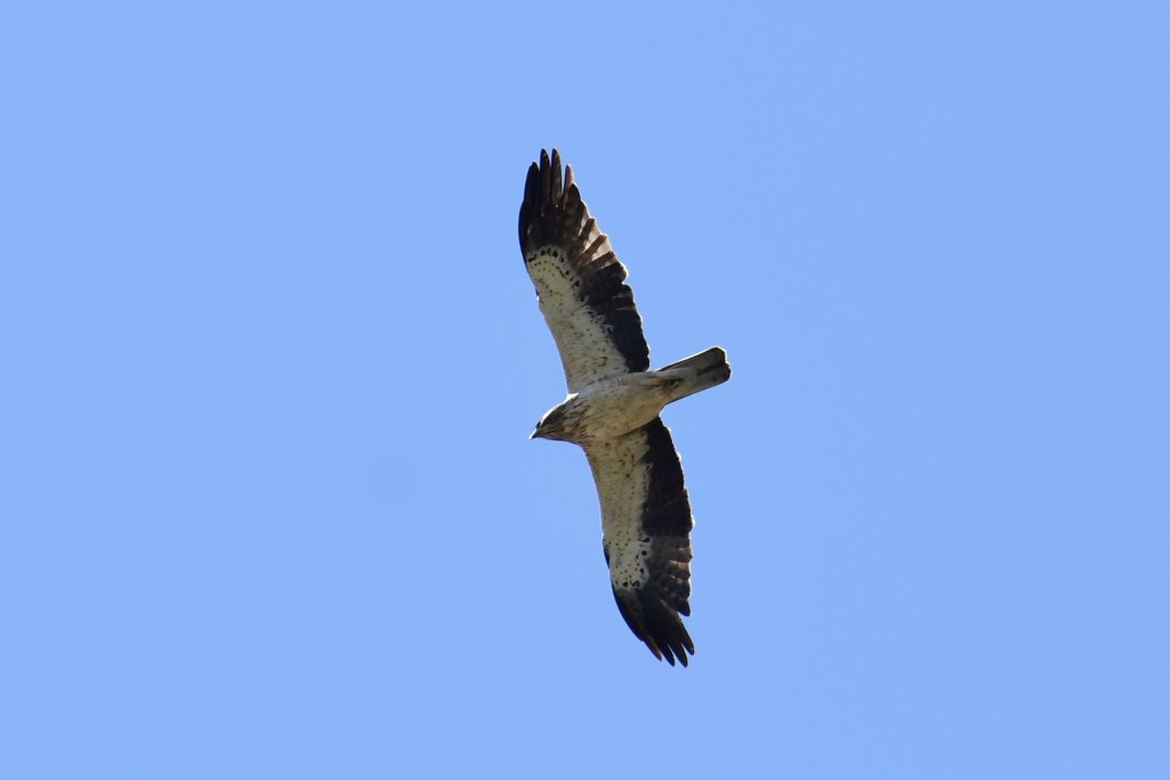 Küçük kartal