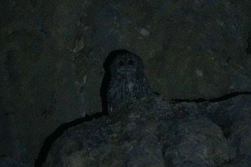 Alaca baykuş