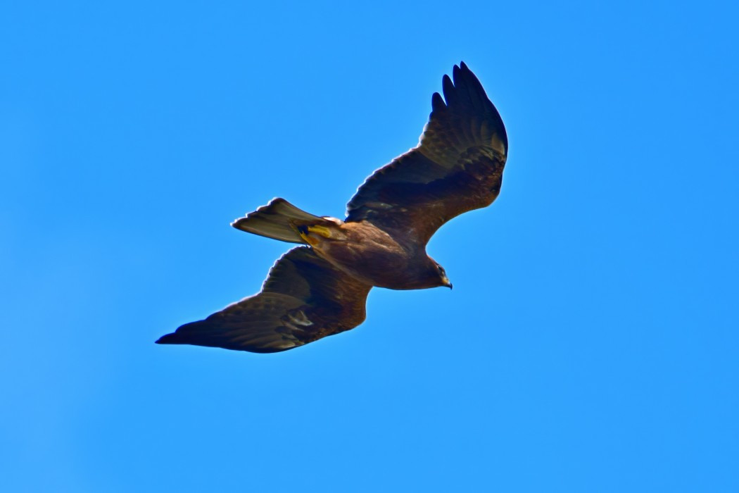 Küçük kartal