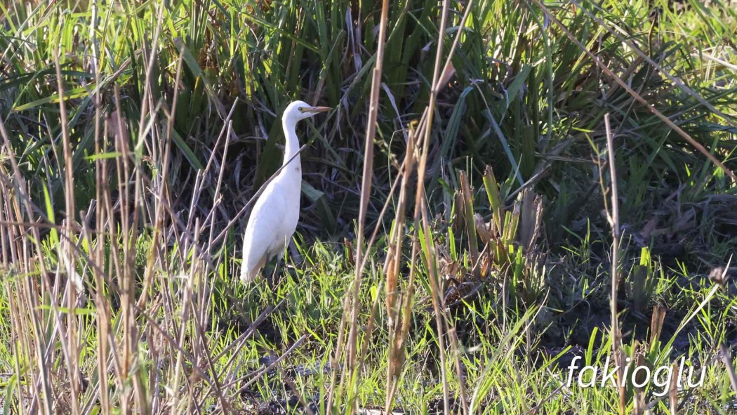 Sığır balıkçılı
