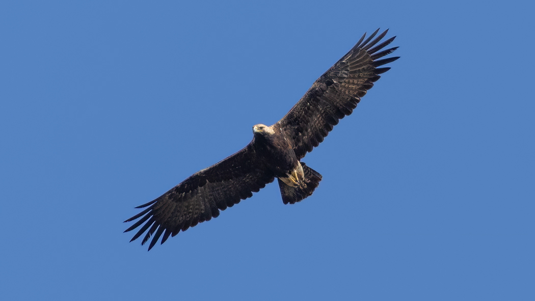 Şah kartal