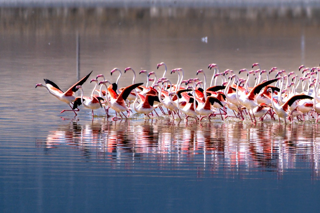 Flamingo