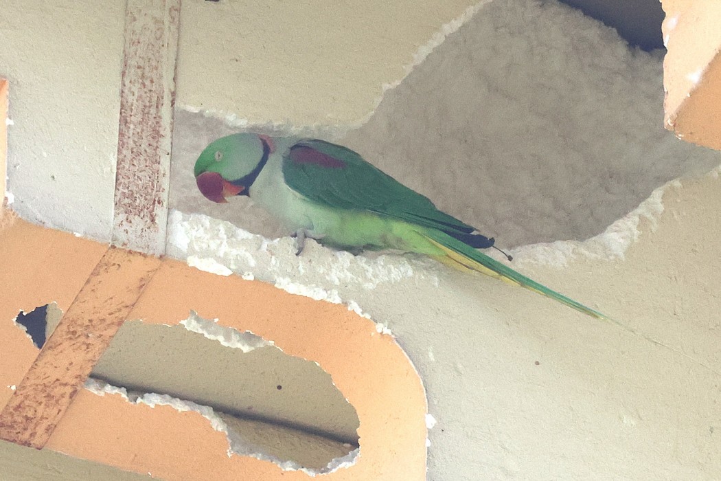 İskender papağanı
