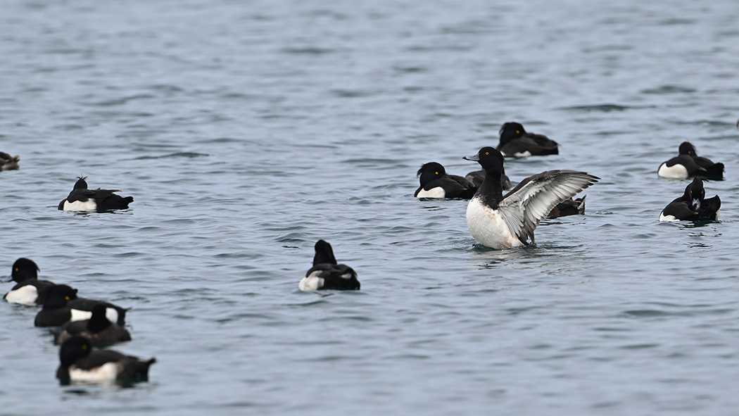 Tepeli patka