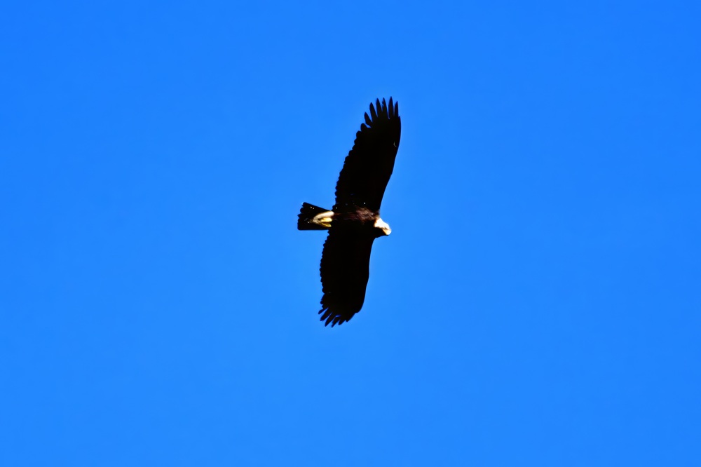 Şah kartal