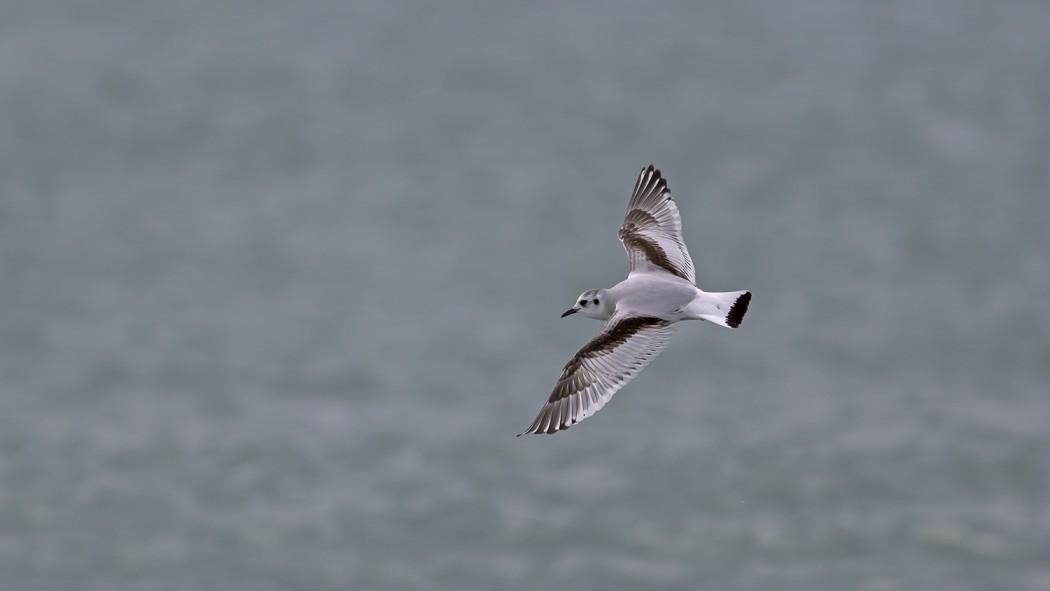 Küçük martı