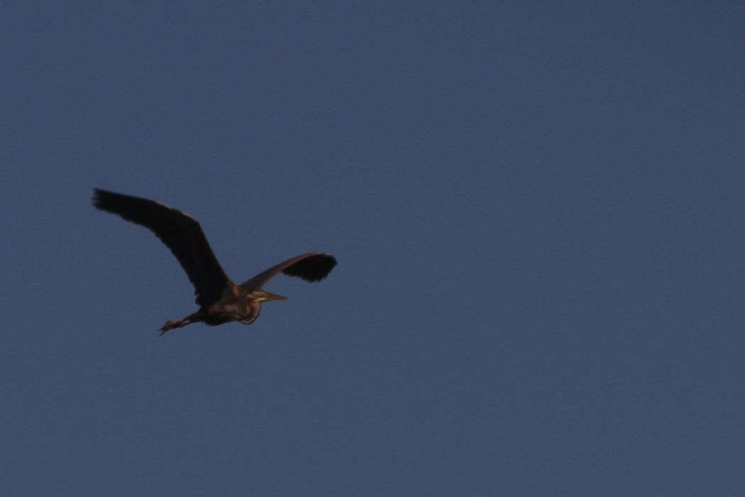 Erguvani balıkçıl