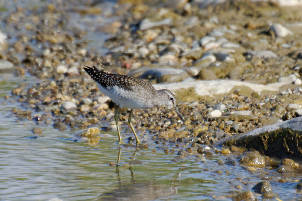 Orman düdükçünü