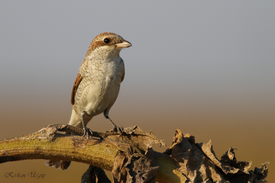 Kızılsırtlı örümcekkuşu