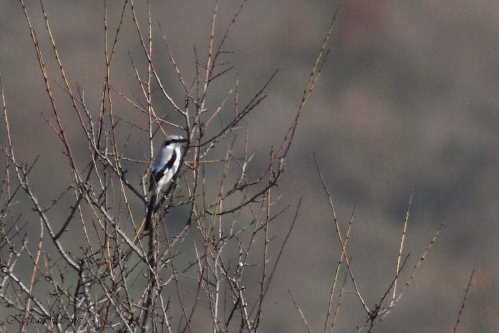 Büyük örümcekkuşu