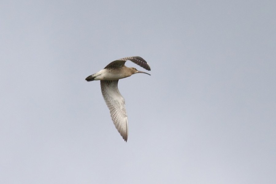 Sürmeli kervançulluğu