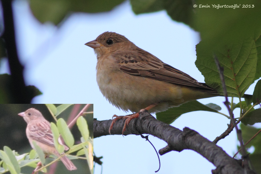 Karabaşlı kirazkuşu