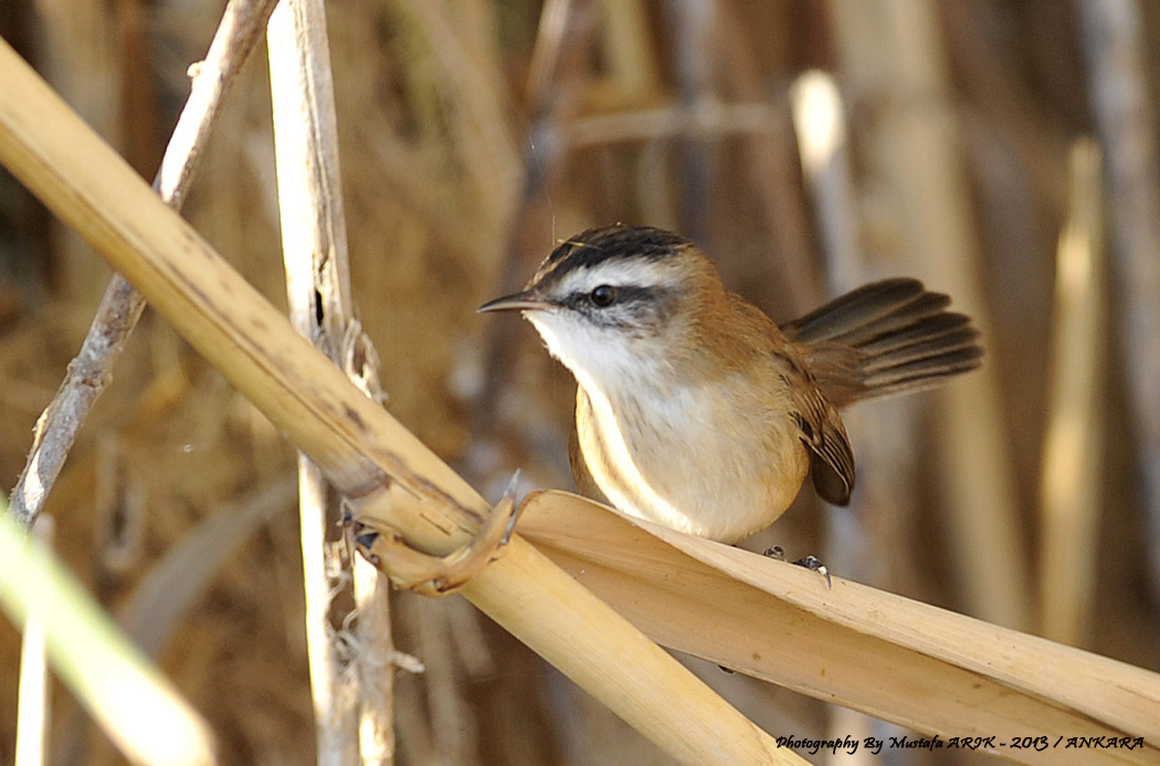 Bıyıklı kamışçın